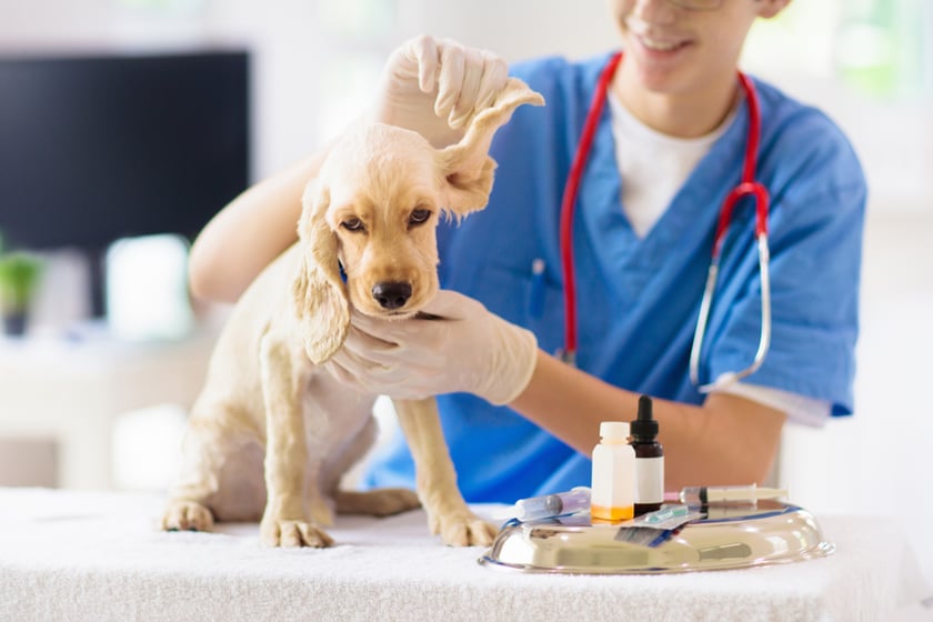 atividades no curso de medicina veterinária